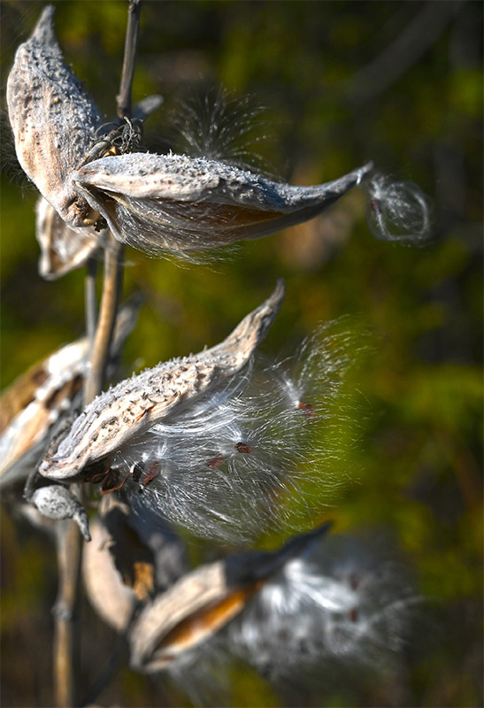 lumaRae Photography Milkweed Photo